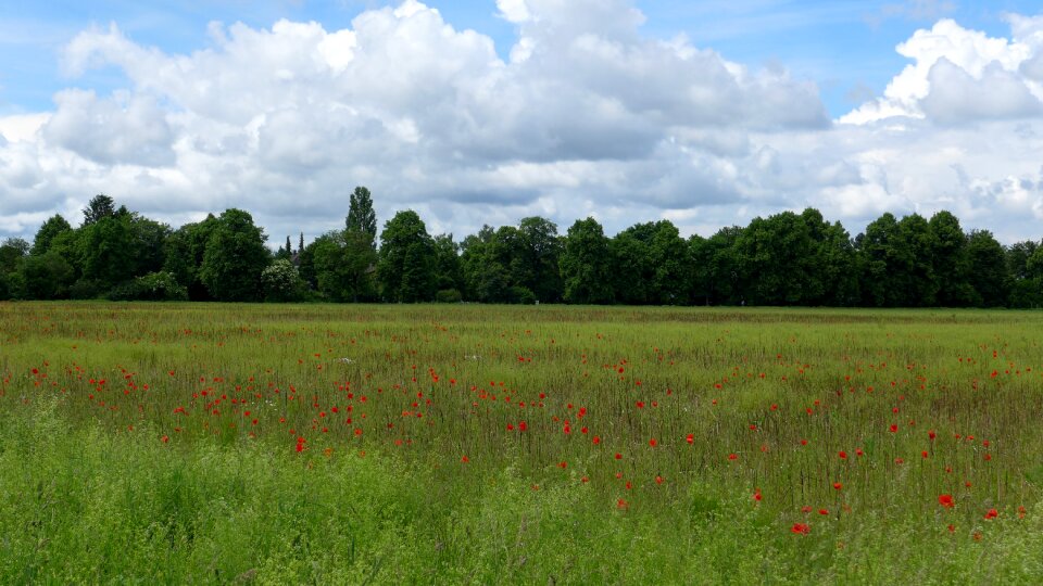 Poppy flower klatschmohn nature photo