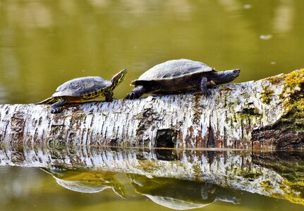 Animal water turtle water