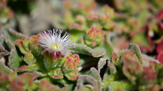 Nature flowering cactus desert plant