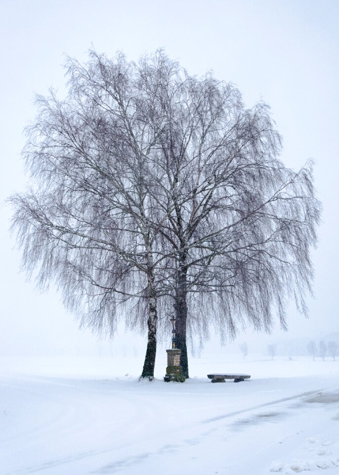 Cold tree landscape