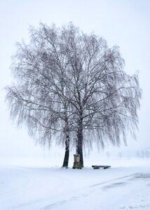 Cold tree landscape