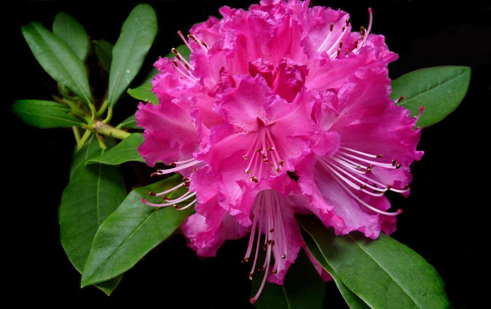 Bloom shrub spring