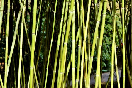 Bamboo plants plant bamboo leaves photo