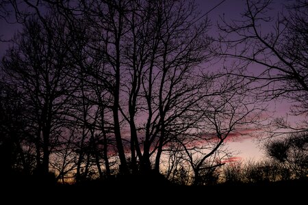 Landscape sunset branches photo
