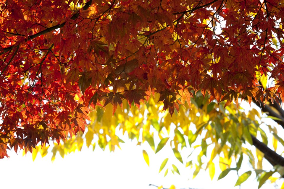 Landscape the leaves leaves