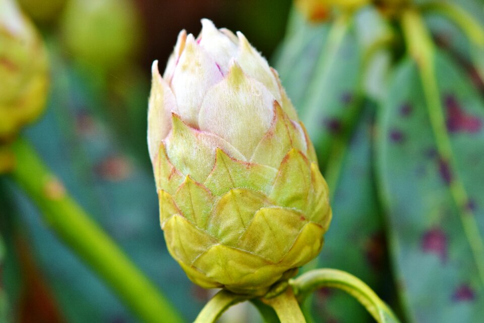 Bud blossom bloom