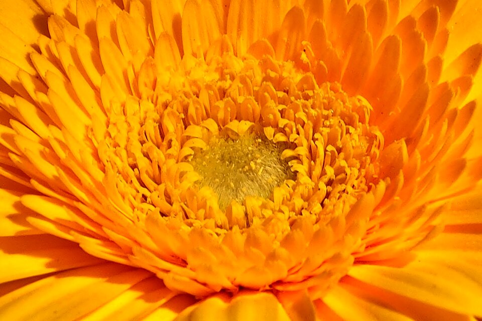 Summer gerbera yellow