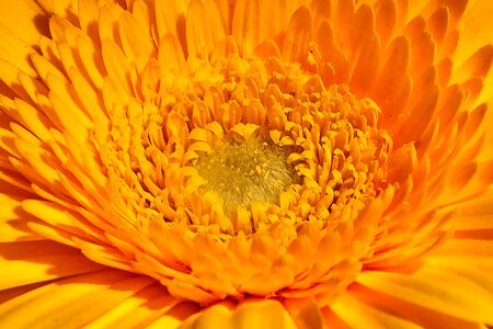 Summer gerbera yellow