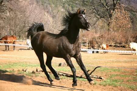 Horses pre equine photo