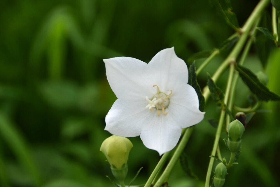 Nature white flower out of focus