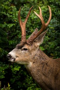 Horn wildlife forest