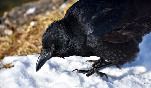 Winter cold raven bird photo