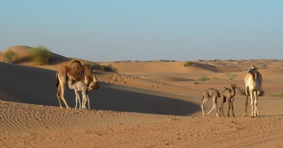 Dry dune landscape photo