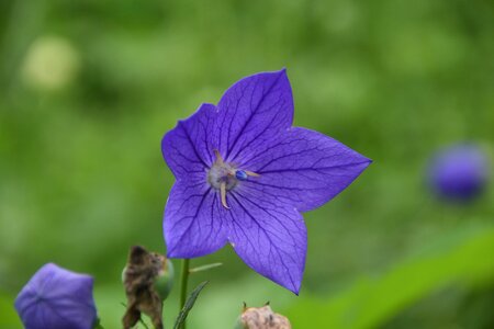 Nature purple flowers out of focus