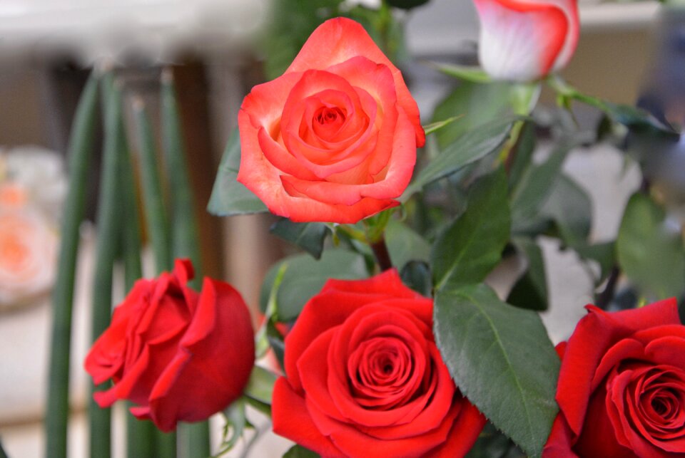 Love rosebush summer flowers