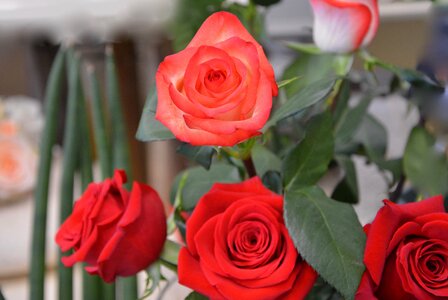 Love rosebush summer flowers