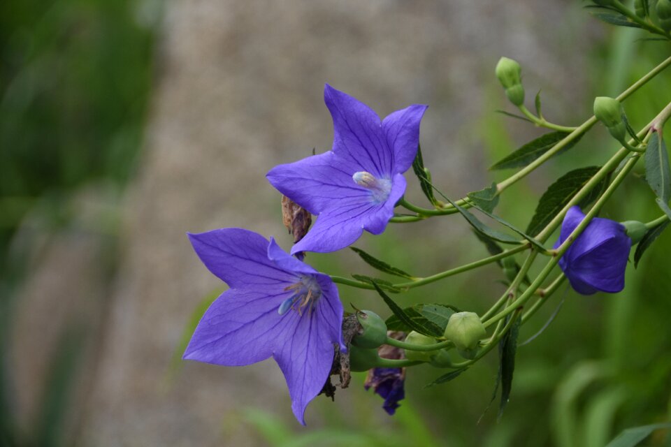 Nature purple flowers out of focus