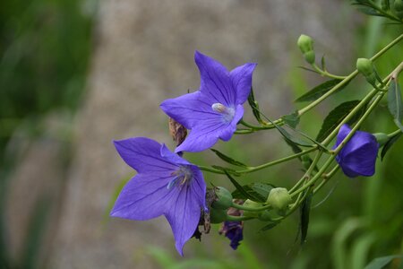 Nature purple flowers out of focus
