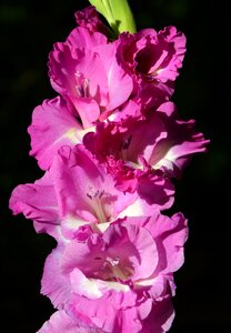 Sword flower blossom bloom