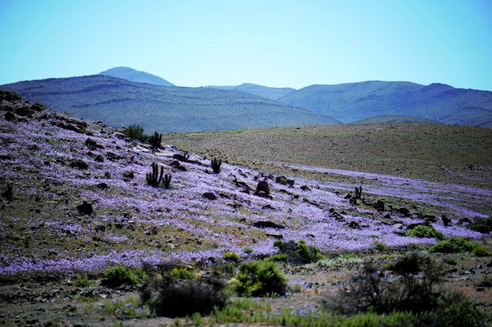 Desert mountains purple