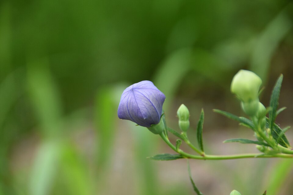 Nature purple flowers out of focus