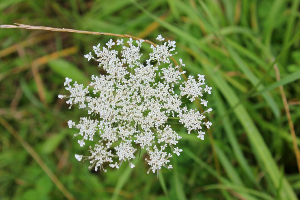 Meadow white wildflower