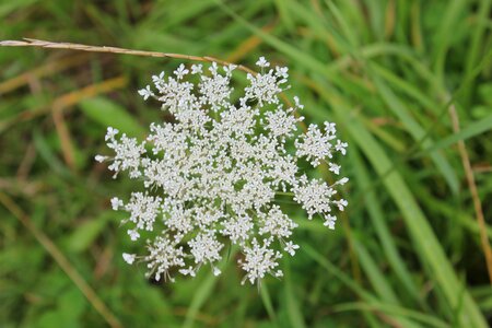 Meadow white wildflower