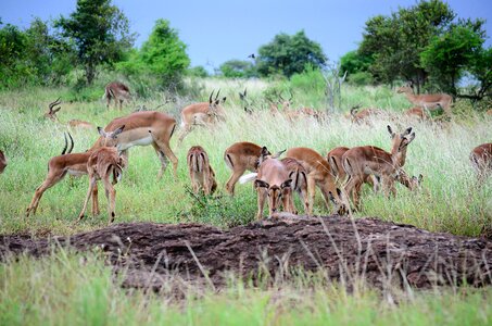 Safari nature impala