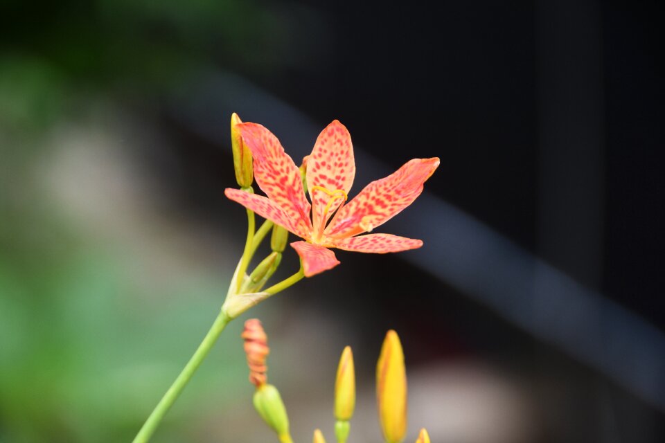 Nature out of focus criminal liabilities