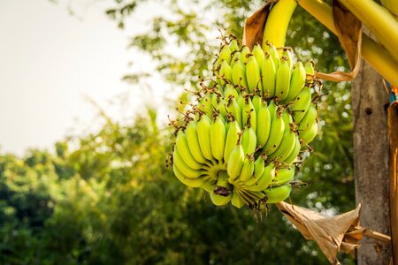 Dessert banana plant fruit photo