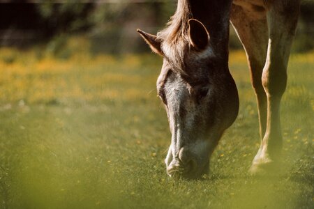 Animal field farm photo