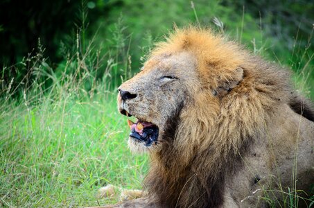 Nature carnivore lion