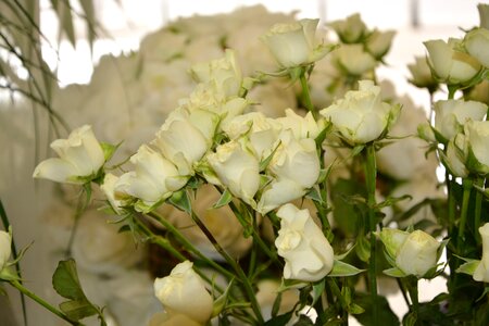 Fun offer purity nature
