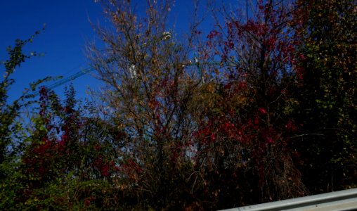 fall-colors-toamna2017_1023_153952