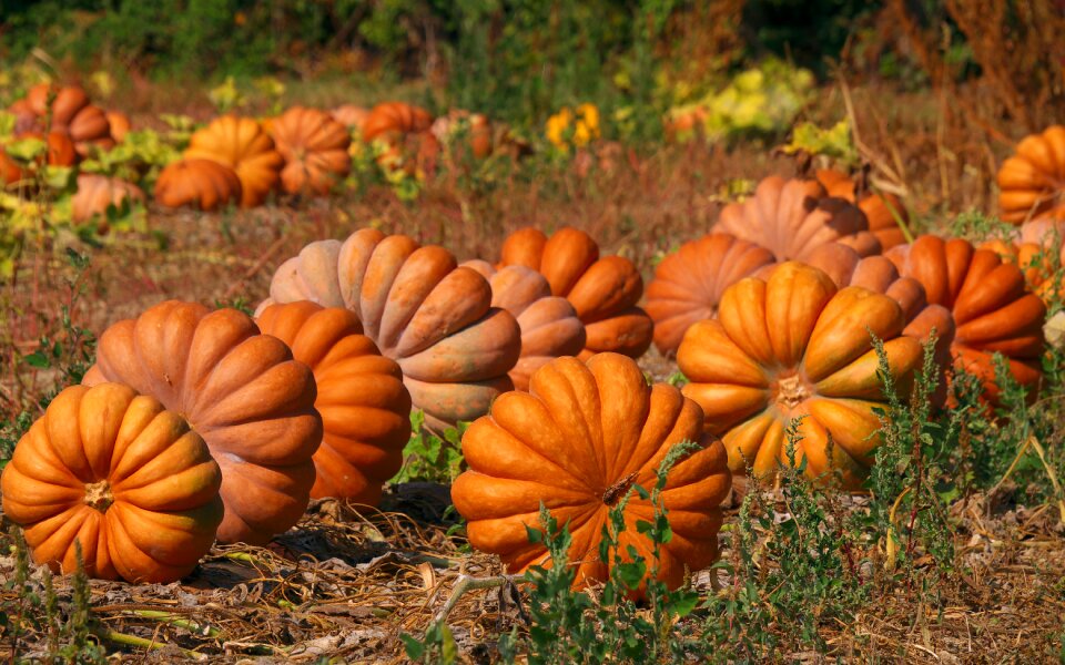Color field plantation