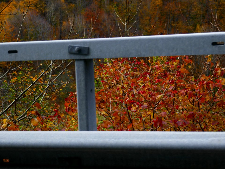 fall-colors-toamna2017_1022_124126(1)