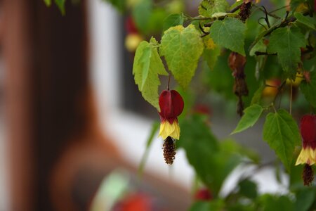 Nature out of focus horticulture new