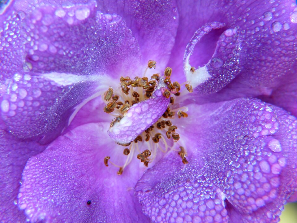 Drop of water blossom bloom