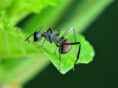 Nature wildlife invertebrate