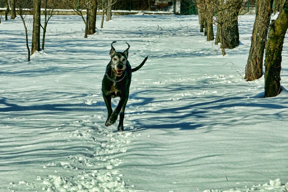 Dog cold winter's day