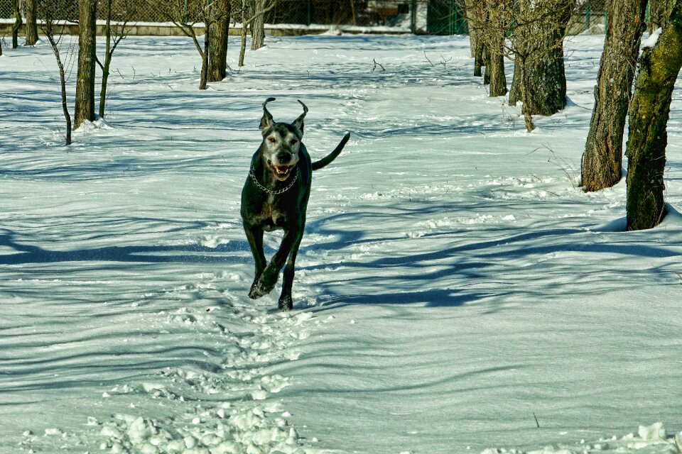 Dog cold winter's day photo