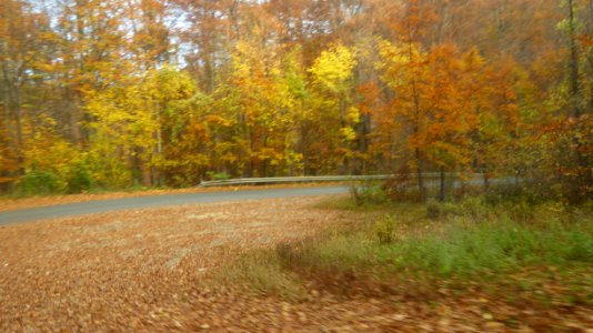 fall-colors-toamna2017_1022_110025 photo