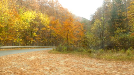 fall-colors-toamna2017_1022_110027(1)