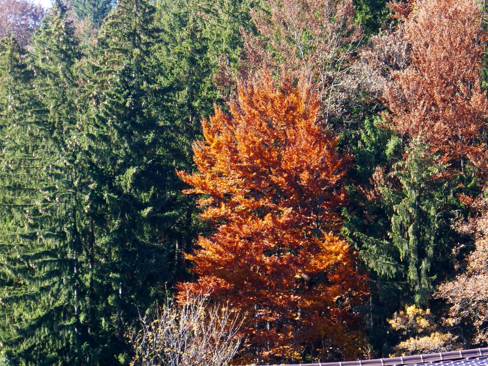 fall-colors-toamna2017_1021_132644