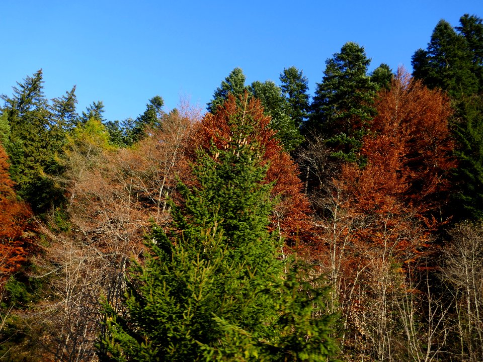 fall-colors-toamna2017_1020_165200