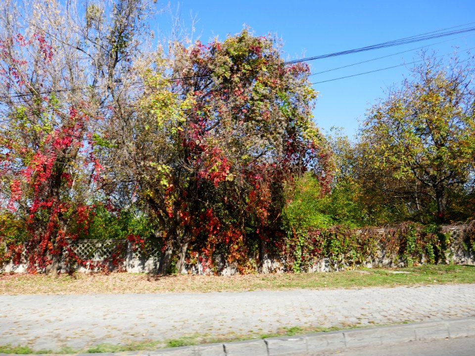 fall-colors-toamna2017_1020_143014(1)