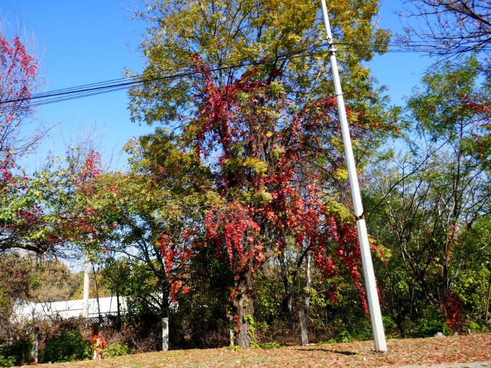 fall-colors-toamna2017_1020_143044