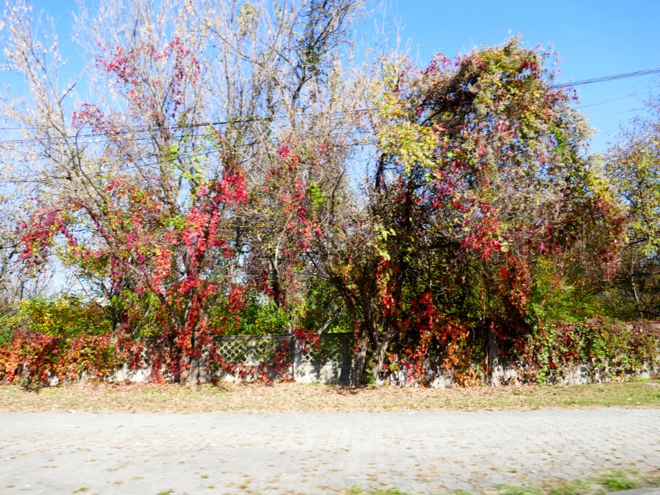 fall-colors-toamna2017_1020_143014
