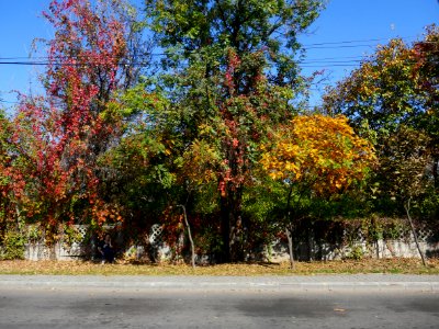 fall-colors-toamna2017_1020_143012 photo