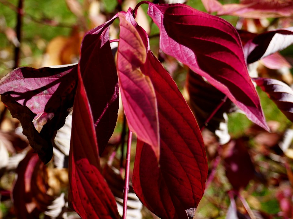 colors-fall-Poiana2017_1021_131457(1)